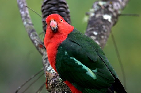 Fotografía de un papagayo australiano