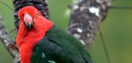CSIRO-Foto eines australischen Königssittichs